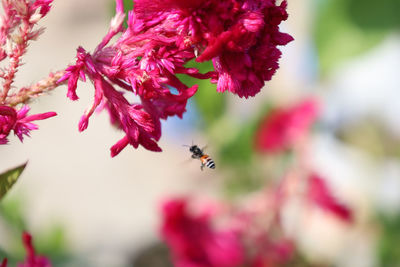 Close-up of bee pollinating on pink flower