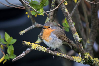 Close-up of bird perching on tree