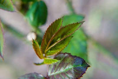 Close-up of green leaves