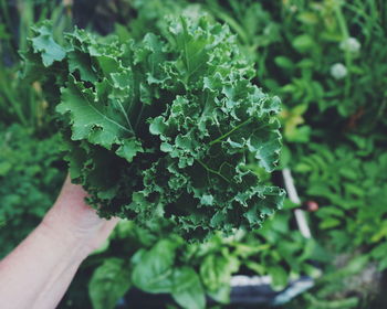 Cropped image of hand holding leaf vegetable by plants