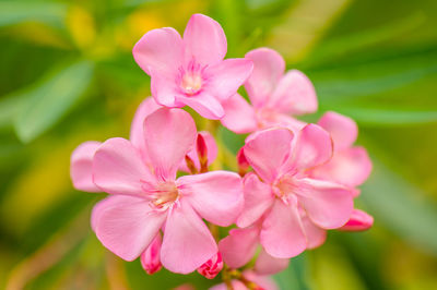 Close-up of pink flowering plant