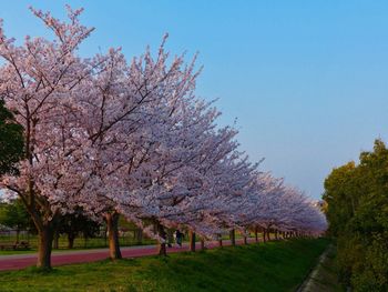 Cherry blossoms in park against sky