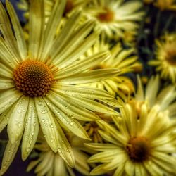 Close-up of flowers