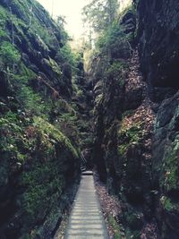 Narrow footpath amidst trees in forest