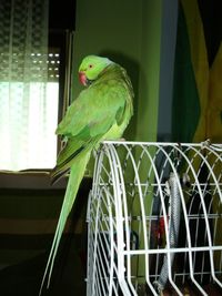 Close-up of parrot perching in cage