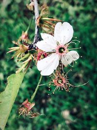 Close-up of butterfly on white flower