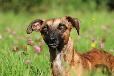 Close-up portrait of dog on field