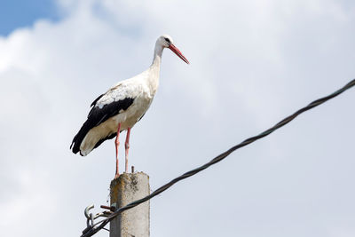 Low angle view of bird perching on wooden post