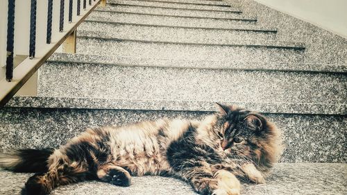 High angle view of cat resting on staircase