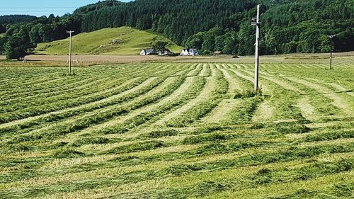 Scenic view of agricultural field