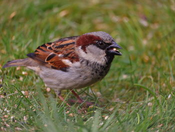 Close-up of a duck on field