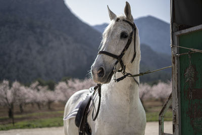 Horse standing on field