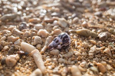 Close-up of crab on sand at beach