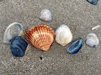 Shells on sandy beach