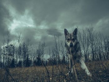 View of a dog on field