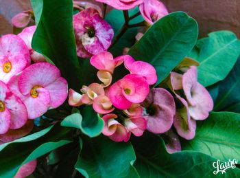 Close-up of pink flowers blooming outdoors