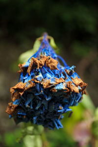 Close-up of wilted flower