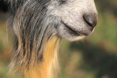 Close-up of goat beard