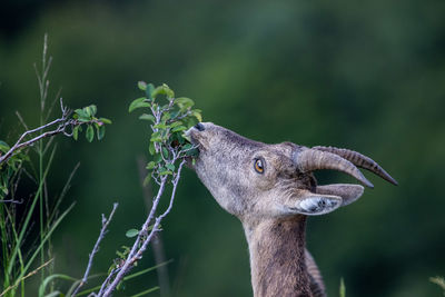 Hungry ibex