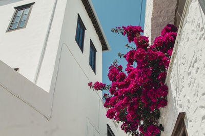 Low angle view of flowering plants on building