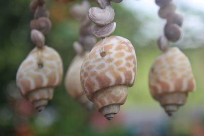 Close-up of fruits growing on plant