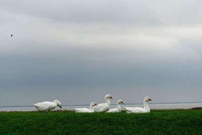 Swans on grass against sky