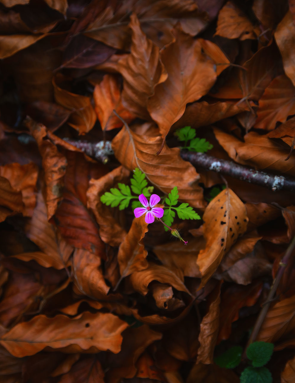 leaf, plant part, autumn, plant, nature, beauty in nature, fragility, dry, close-up, no people, tree, brown, growth, leaves, high angle view, flower, outdoors, soil, branch, full frame, day, freshness, land, flowering plant, directly above, backgrounds