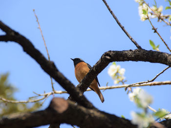 Low angle view of bird perching on branch against sky