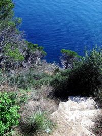 High angle view of plants by sea
