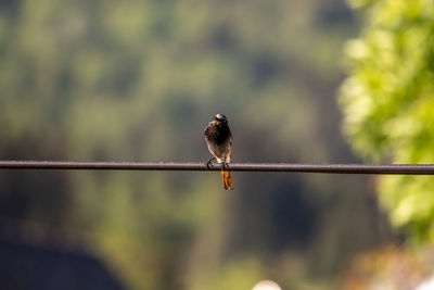 Close-up of bird perching on a metal