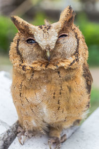 Close-up of bird