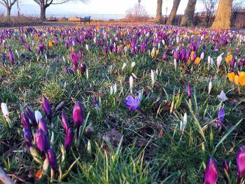 Purple flowers blooming on field