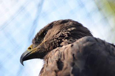 Low angle view of eagle against sky