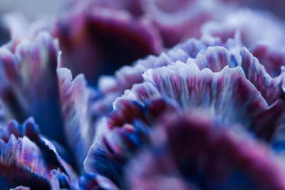 Close-up of purple flowering plant