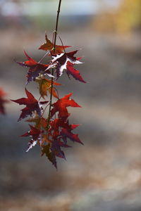 Close-up of maple leaves against blurred background