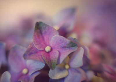 Close-up of pink flower