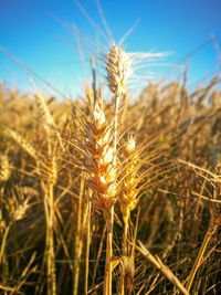 Close-up of wheat growing on field against sky