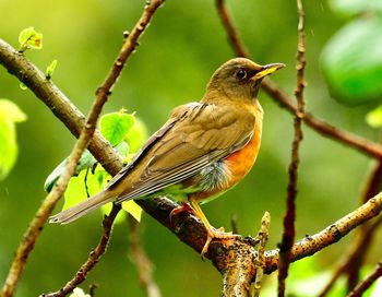 Close-up of bird perching on branch