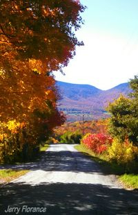 Road passing through forest