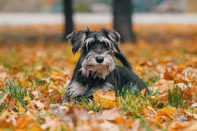 Portrait of dog on field