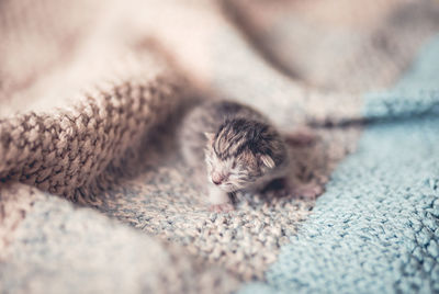Close-up of kitten sleeping on bed