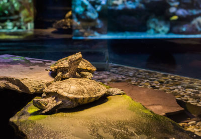 Close-up of turtle on rock