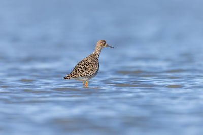 Close-up side view of a bird in water
