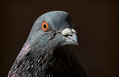 Close-up portrait of city pigeon against black background
