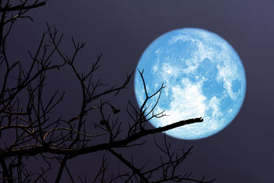 Low angle view of bare tree against moon at night