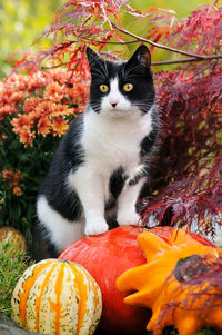 Close-up portrait of cat sitting on pumpkin