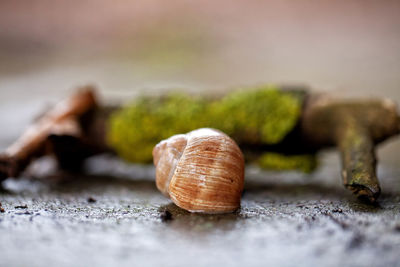 Close-up of snail on moss