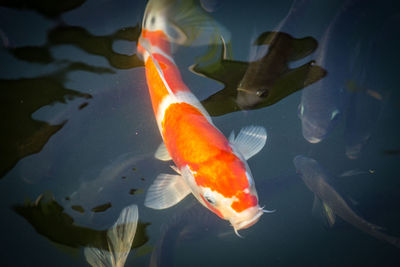 Fish swimming in sea