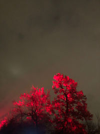 Low angle view of pink flowering plant against sky