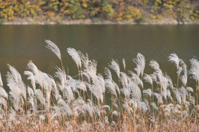 Close-up of fresh plants in field